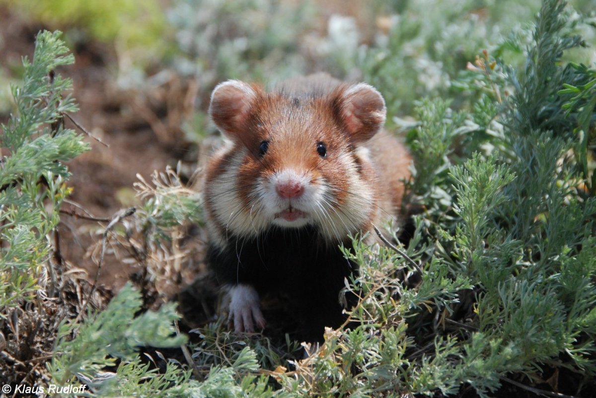 Бешеный хомяк