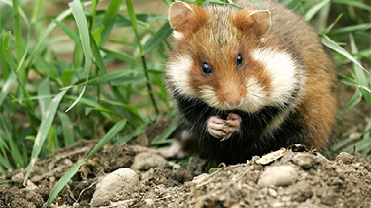 Дикий Лесной хомяк карбыш