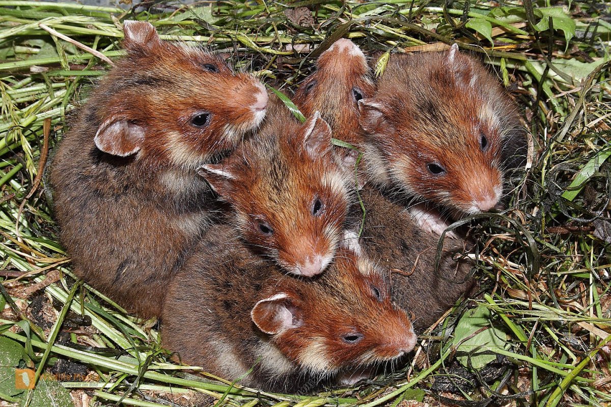 Карбыш Нора