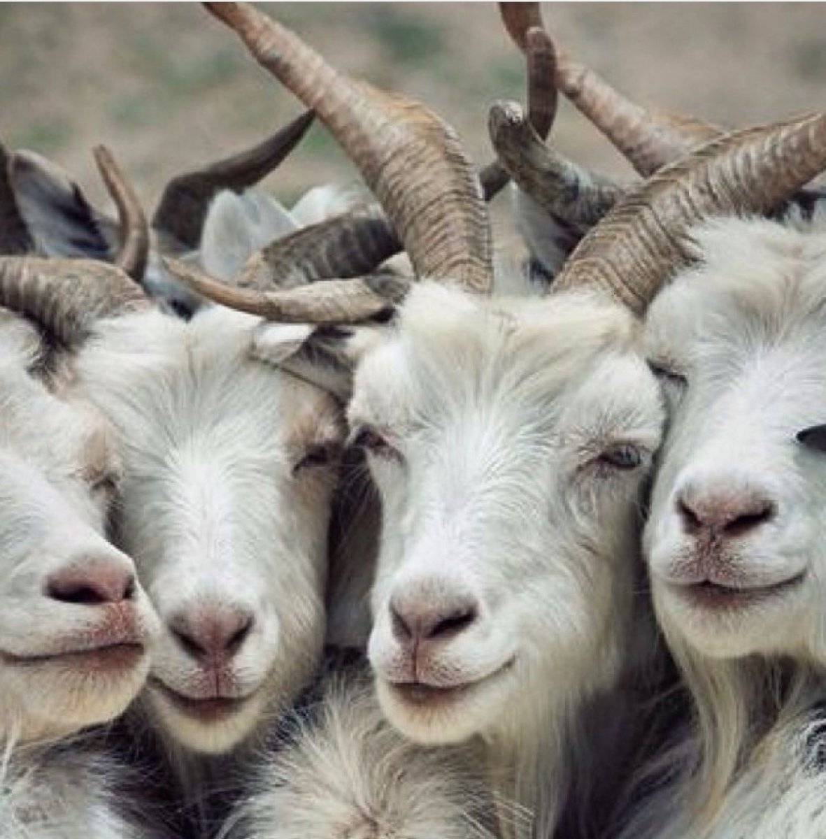 Гордый козлик