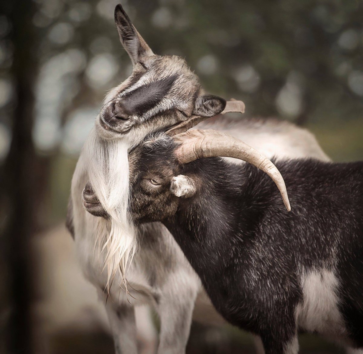 Козел любимый