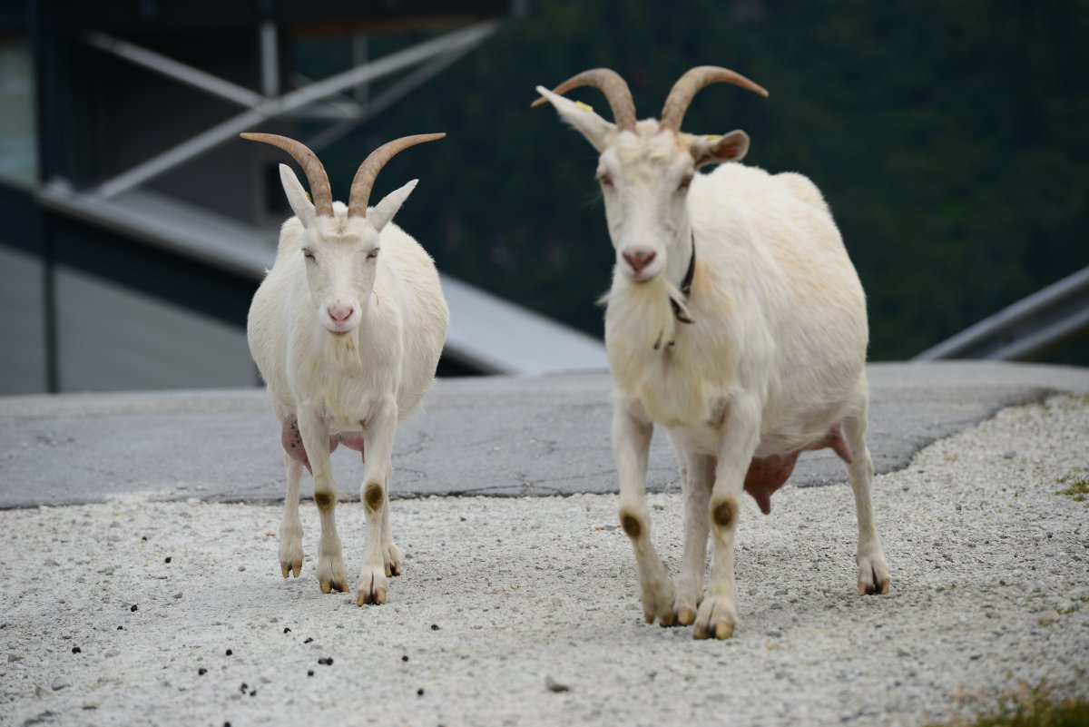 Отличие козы от козла