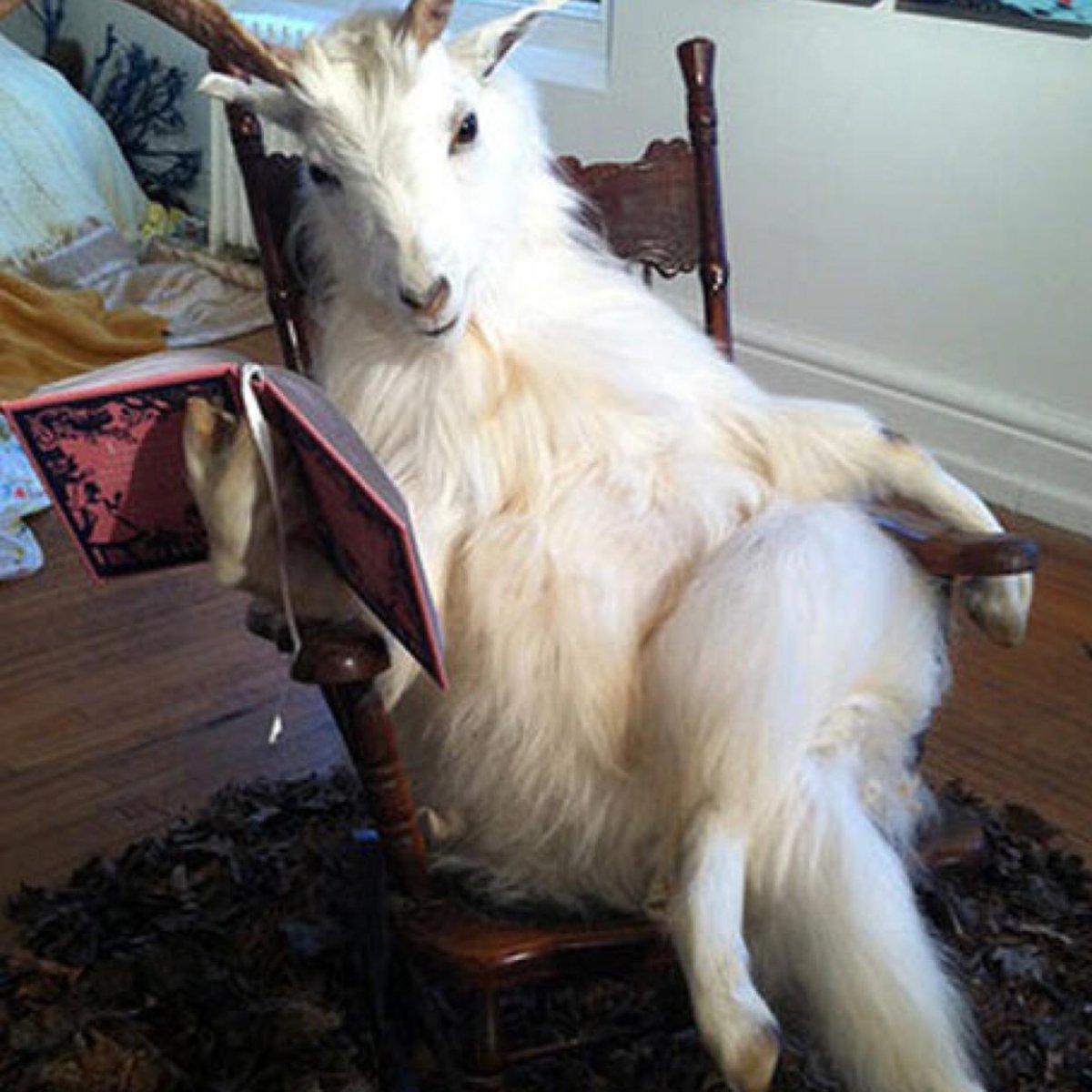 Домашние животные для детей