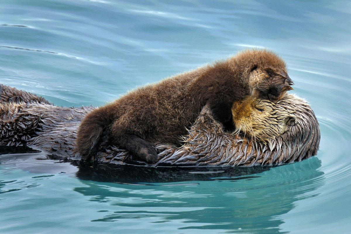 Выдра калан