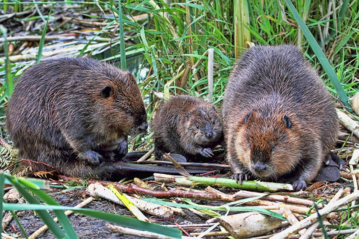 Бобр бобриха и бобрята