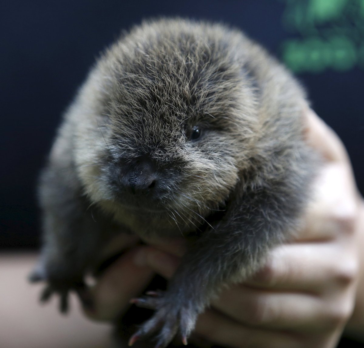 Бобер детеныш