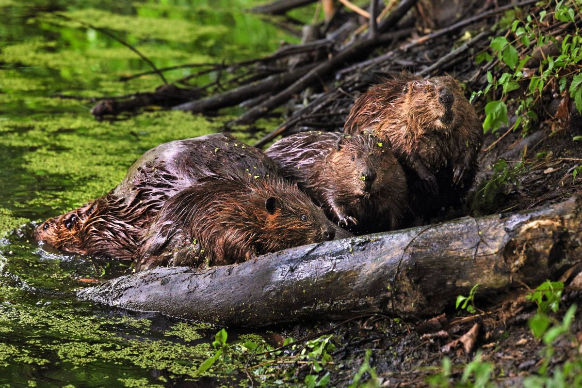 Бобры семья