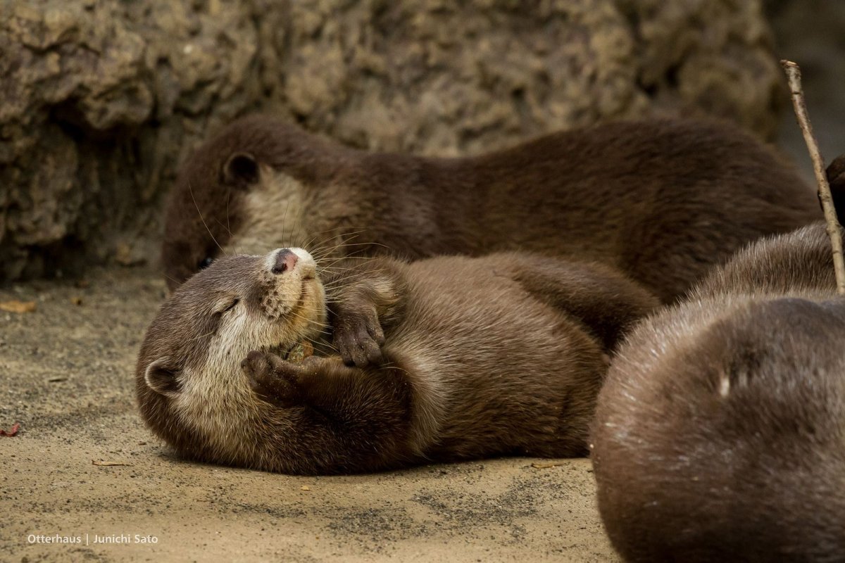 Выдра спит