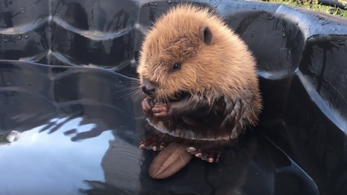 Бобер моется