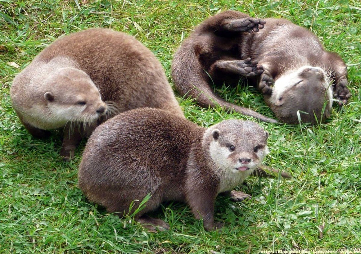 Королевская выдра