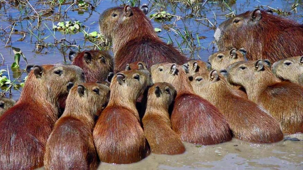 Венесуэла капибара