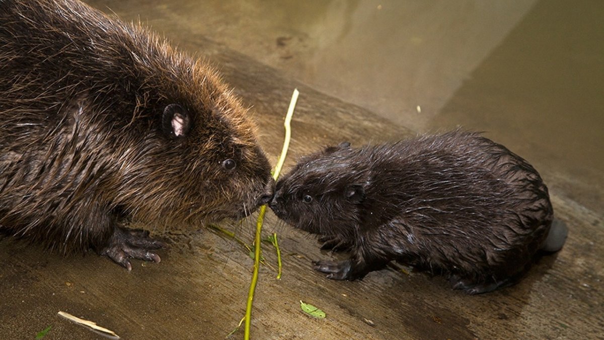 Бобровый питомник в Воронежском заповеднике