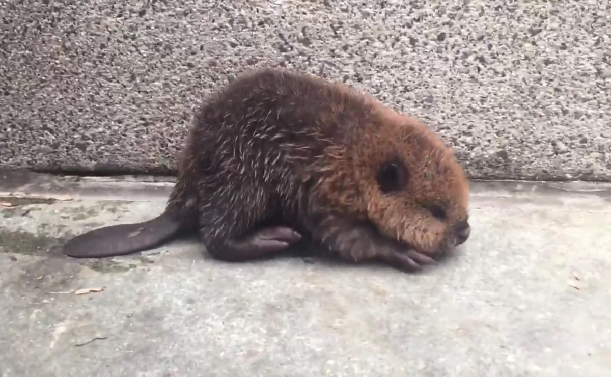 Как выглядят маленькие бобрята