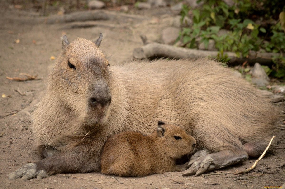 Капибара малыш