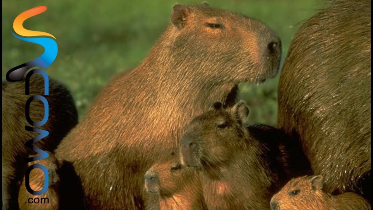 Венесуэла капибара