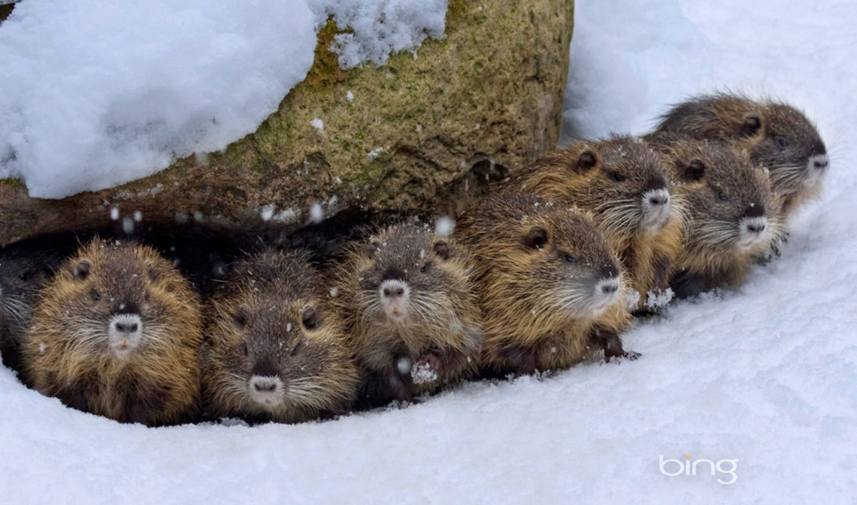 Стая леммингов