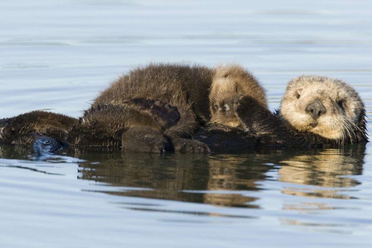 Детеныши калана морской выдры