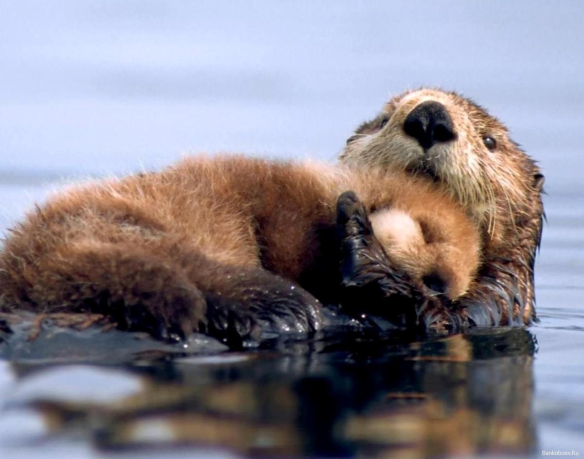 Морская выдра с детенышем