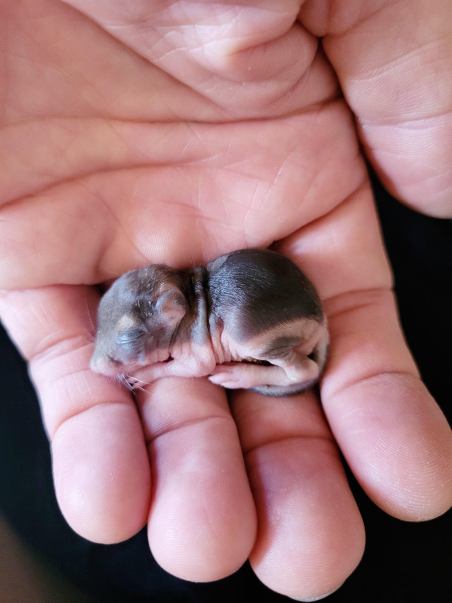 Детеныш бобра