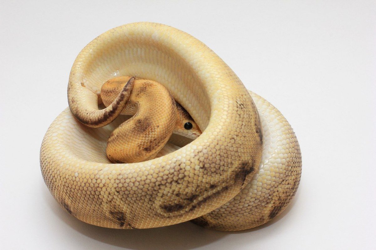 Полоз леуцист