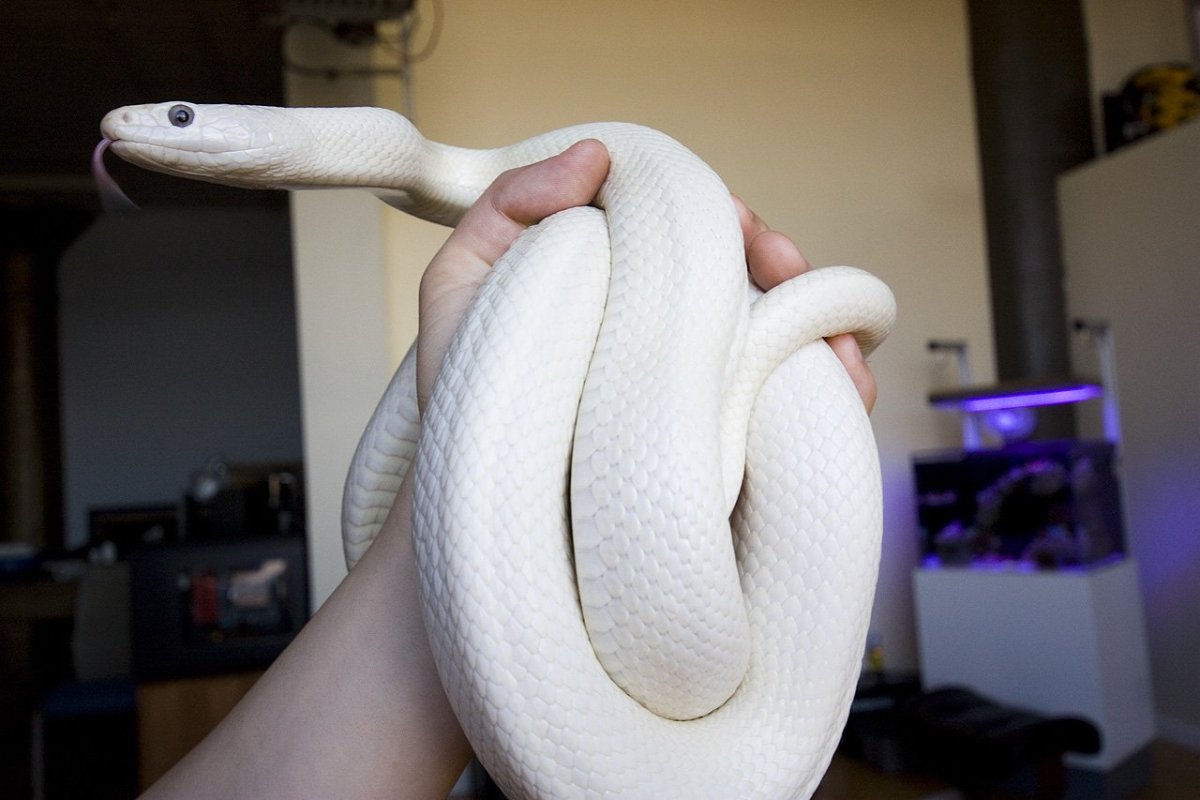 Королевский питон домашний