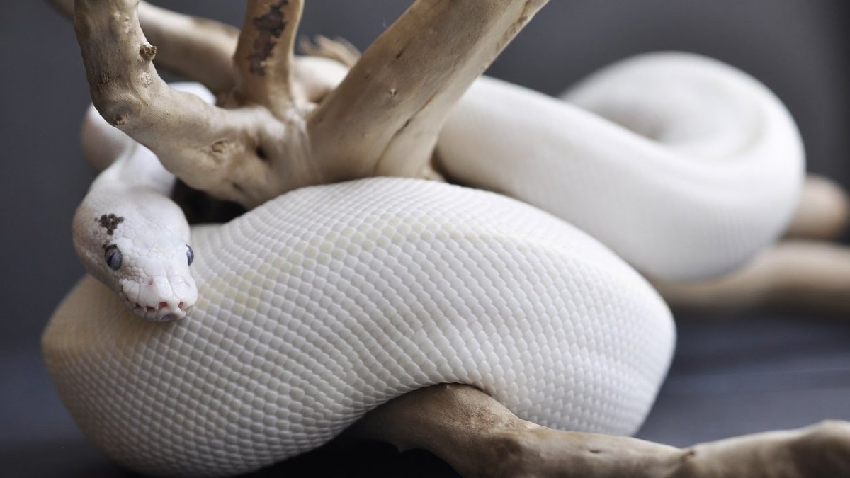 Королевский питон морфы супер Руссо