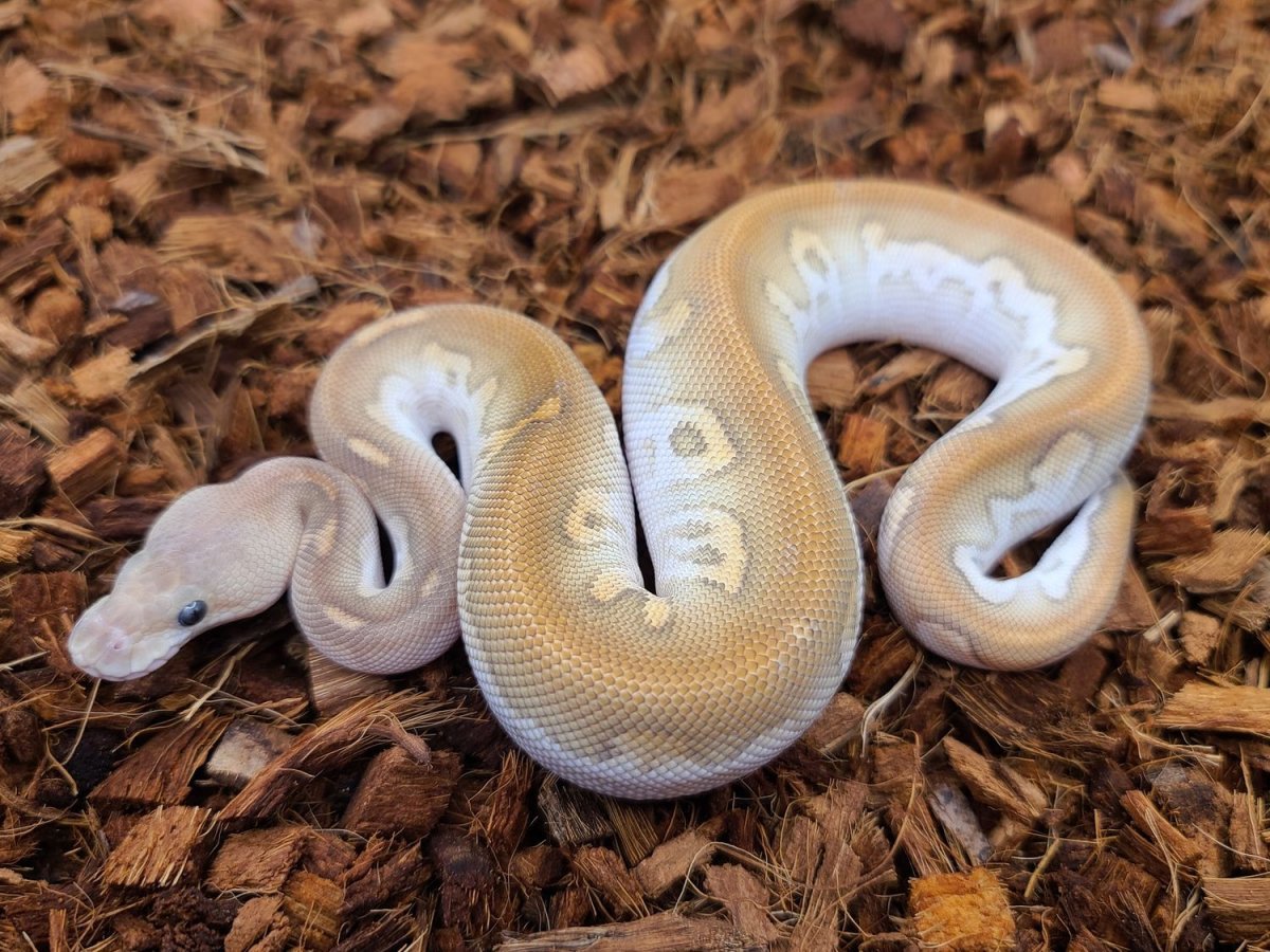 Прямоугольная подушка для шеи змея с чешуей