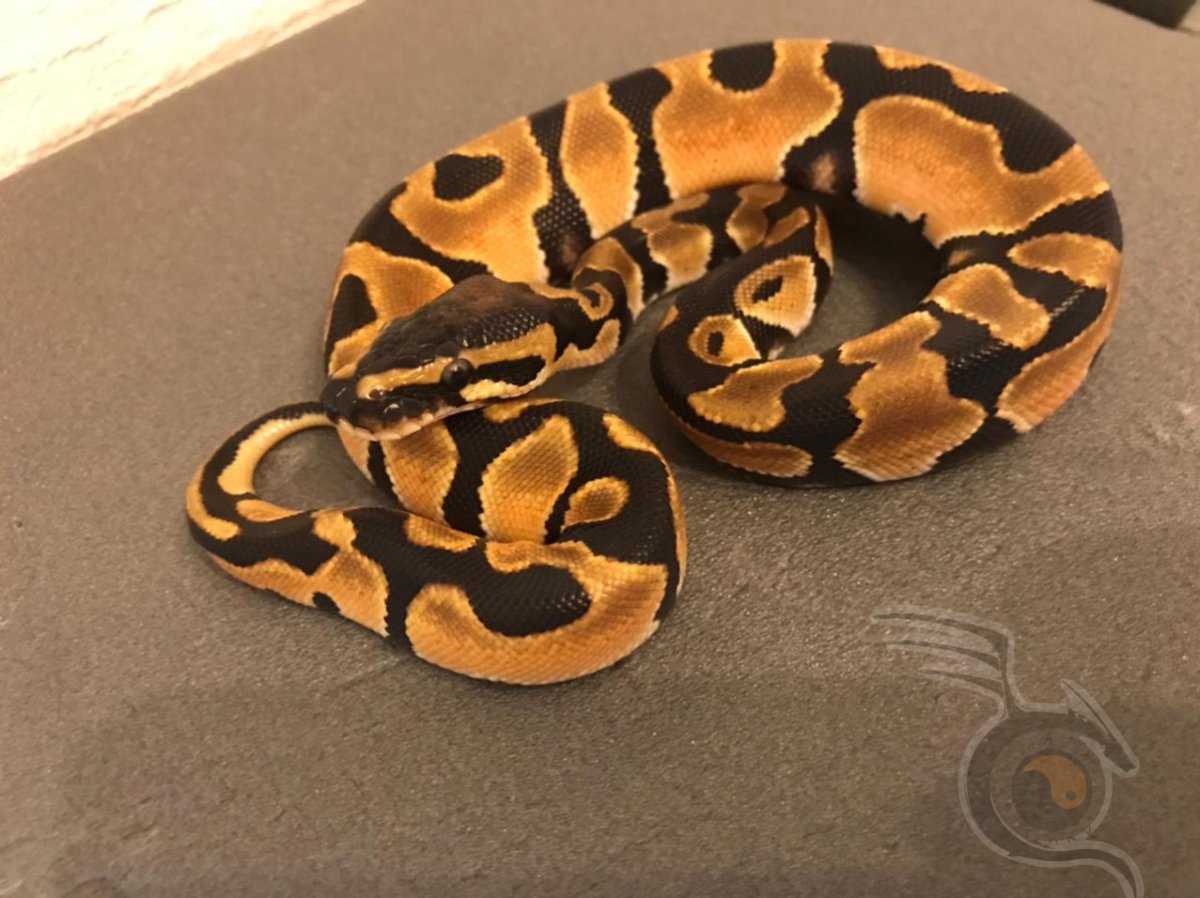 Питон Региус белый