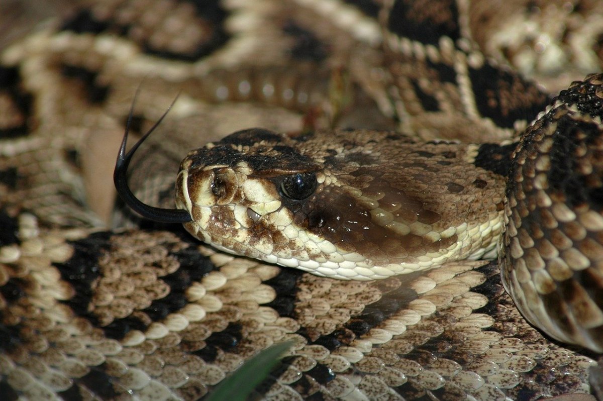 Ямкоголовая гадюка