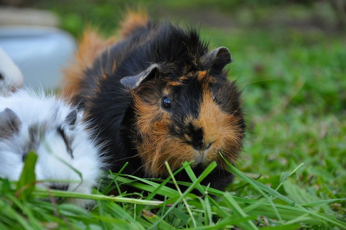 Полевые морские свинки