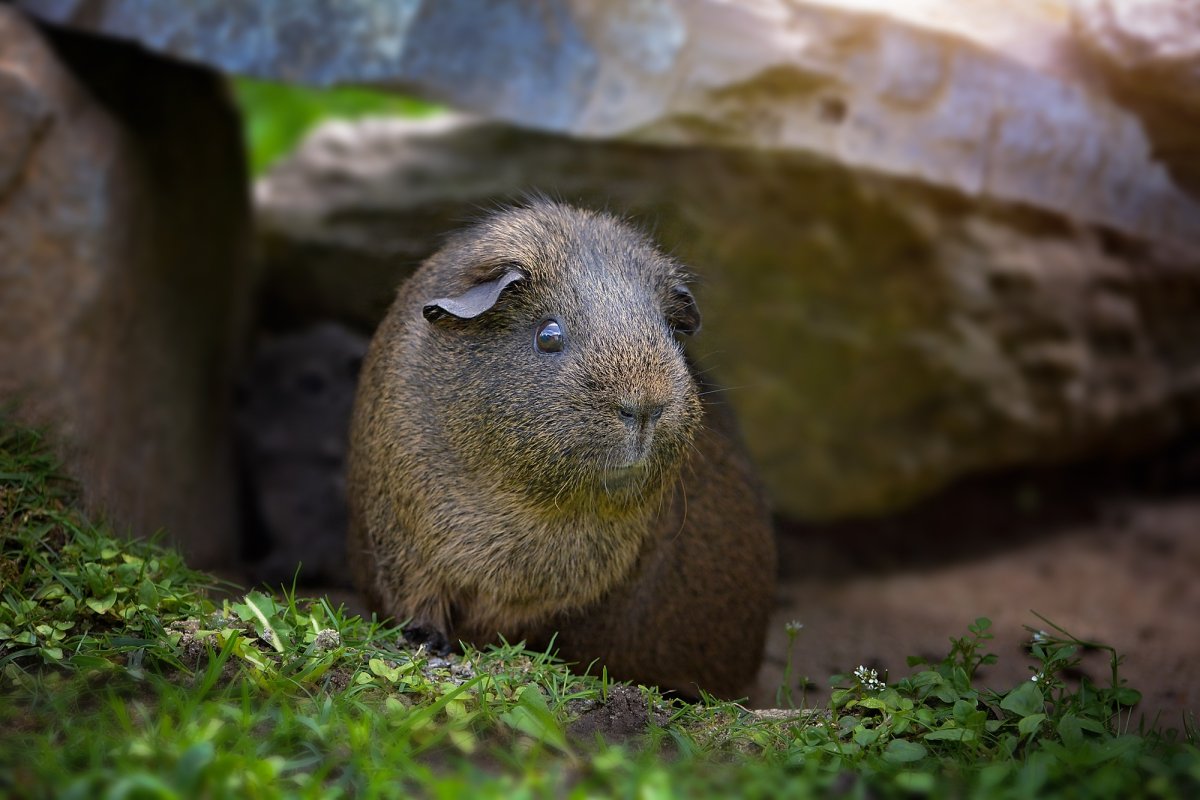 Стая морских свинок