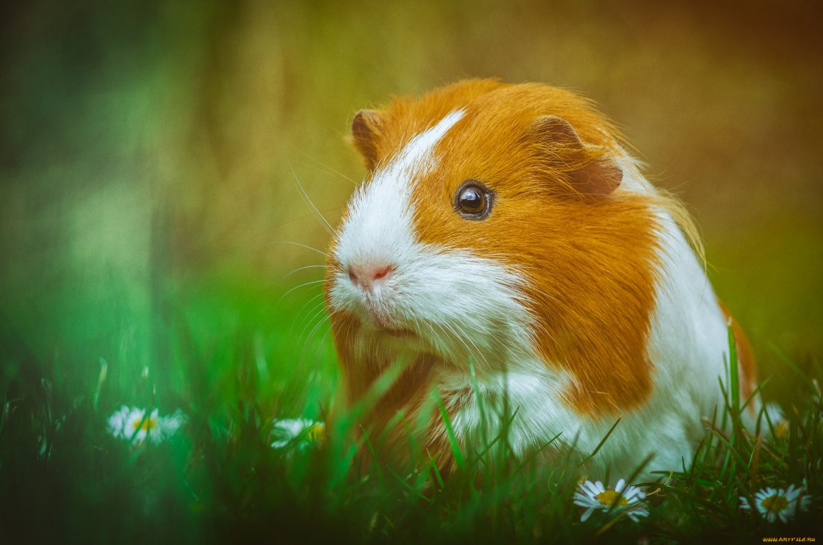 Сурок и морская Свинка