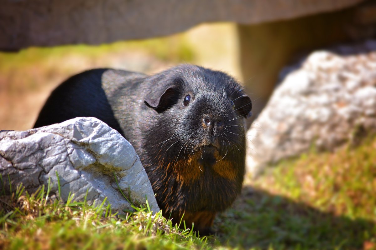 Морские свинки живут в дикой природе