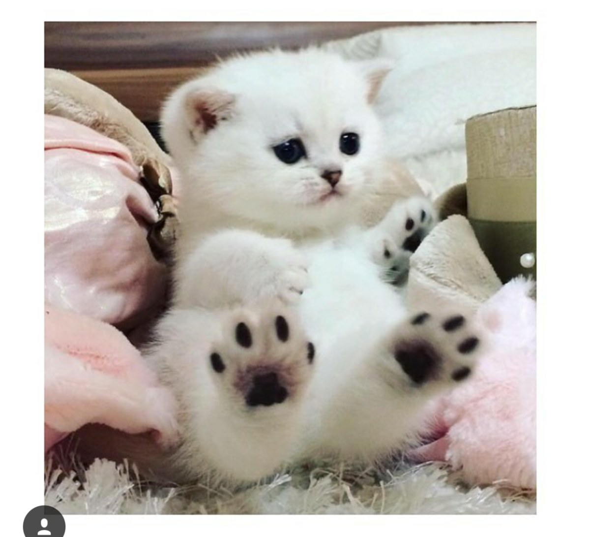 Ржавая кошка