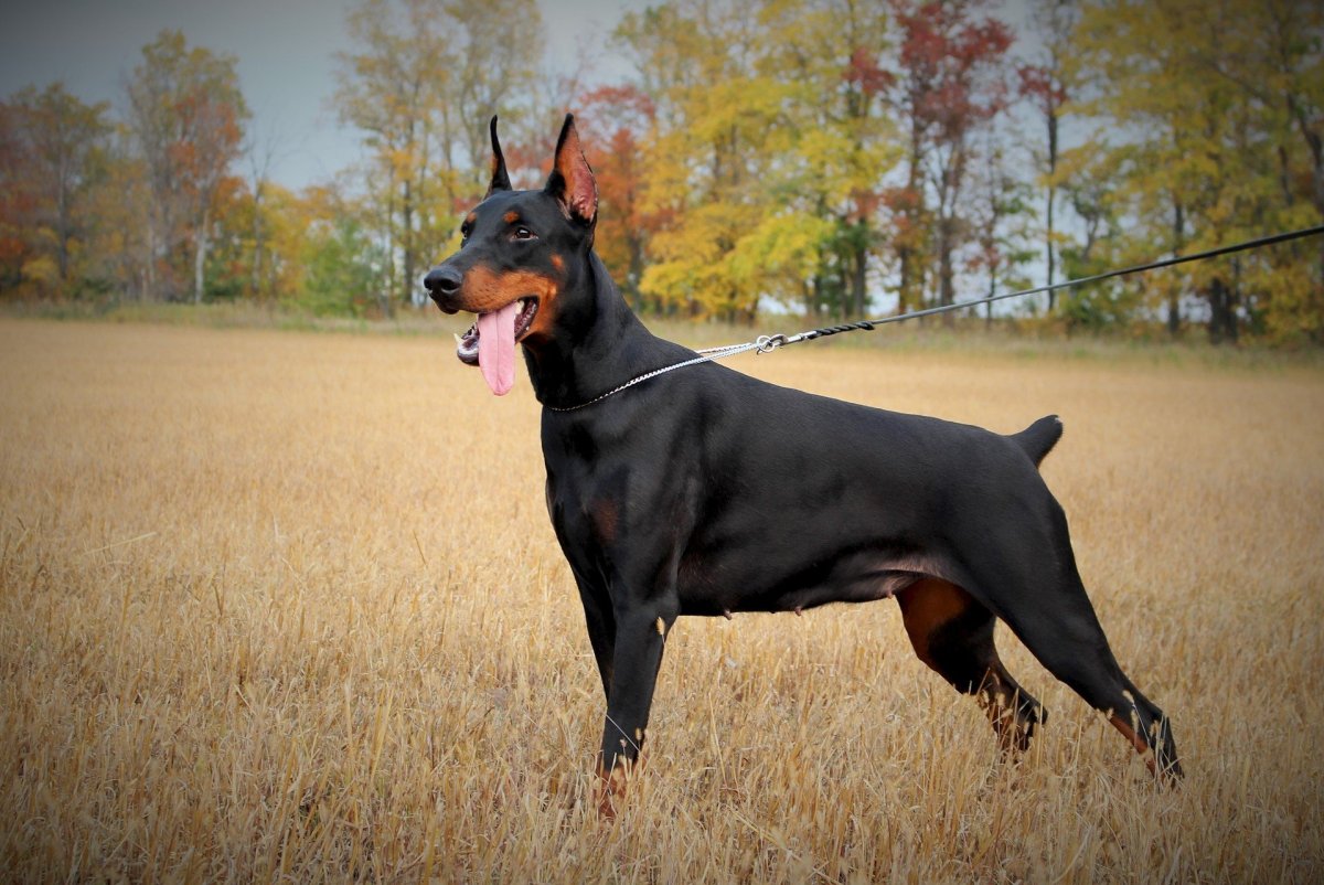 Доберман Владека Рошины