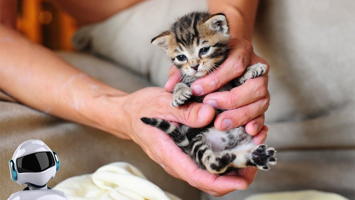 Маленький котенок в руках