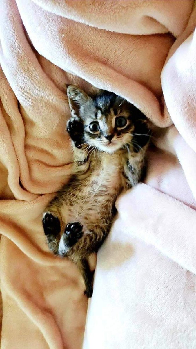 Кошки маленькие