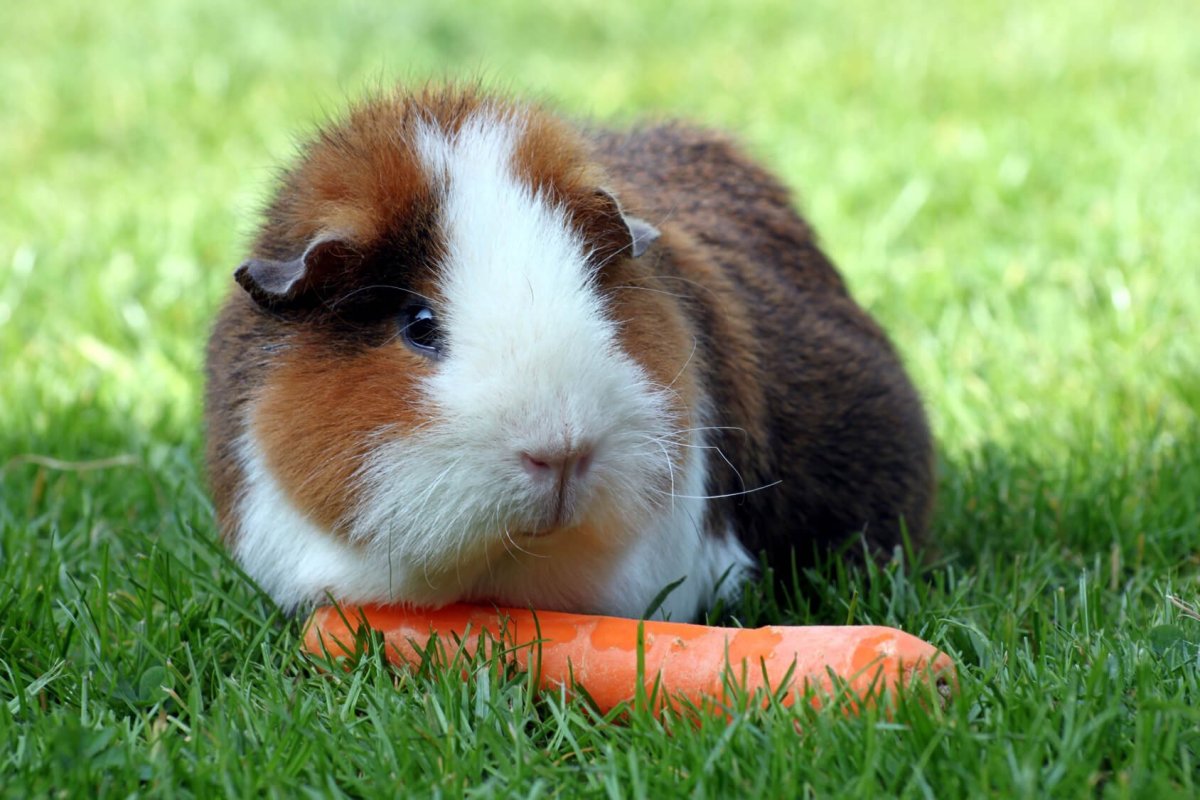 Большая Свинка Cavia Magna