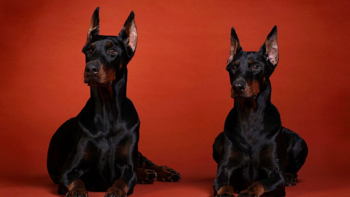 Чёрная собака порода Доберман