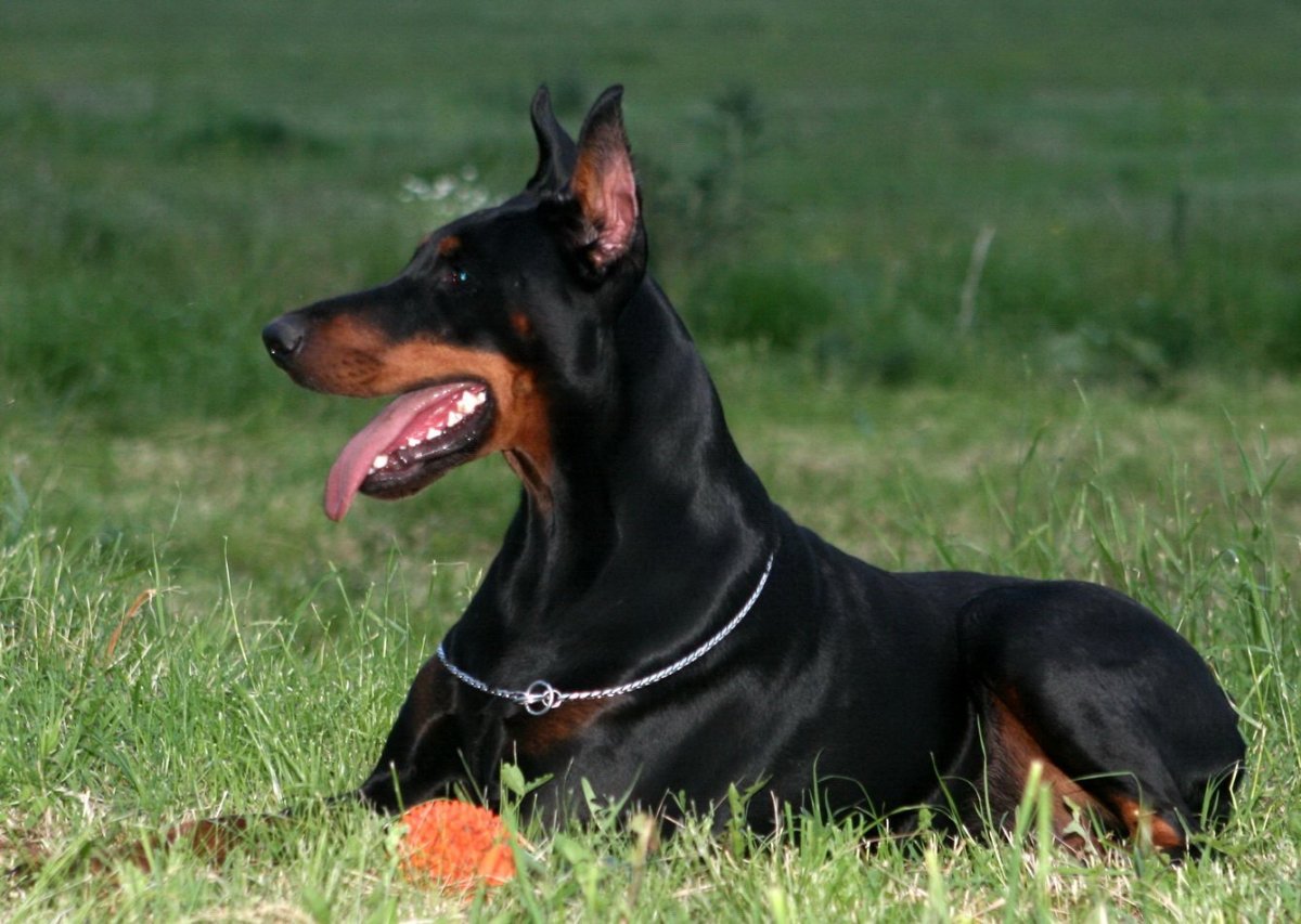 Порода собак Доберман