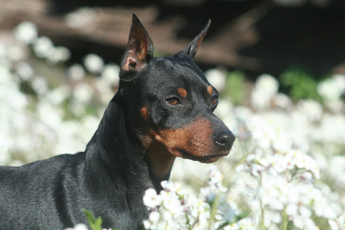Собака Доберман