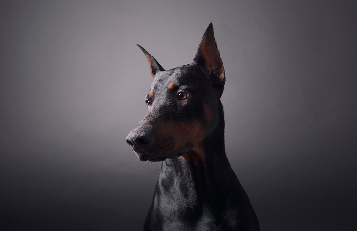 Доберман-пинчер Эстетика