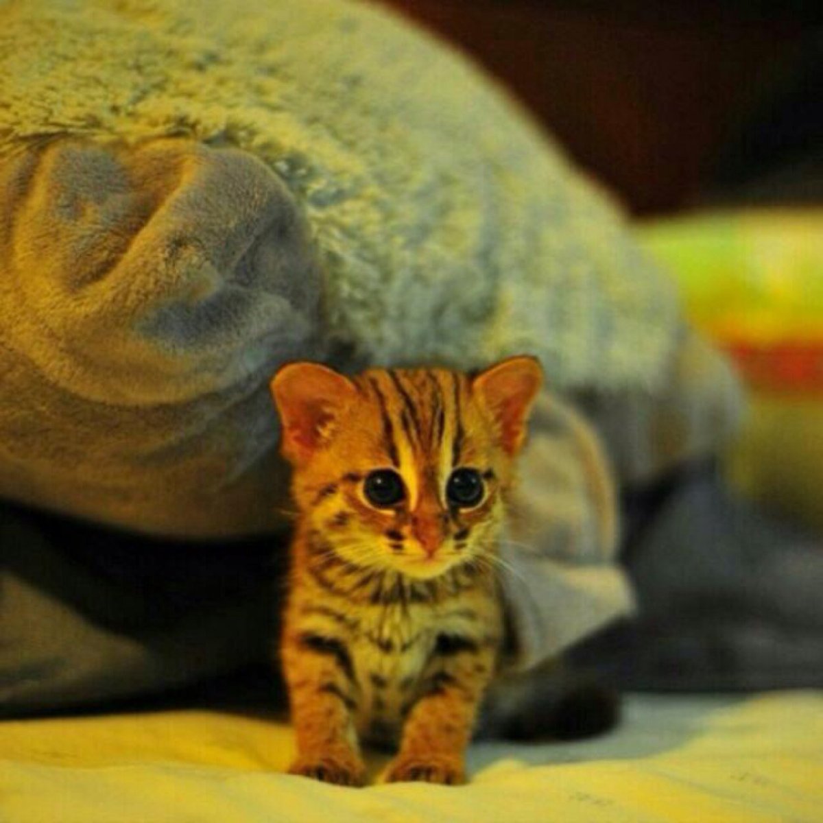 Очень маленькие котята