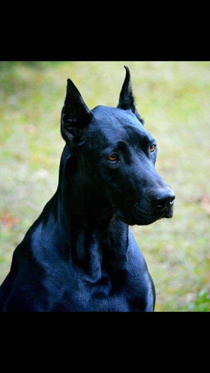 Доберман черный