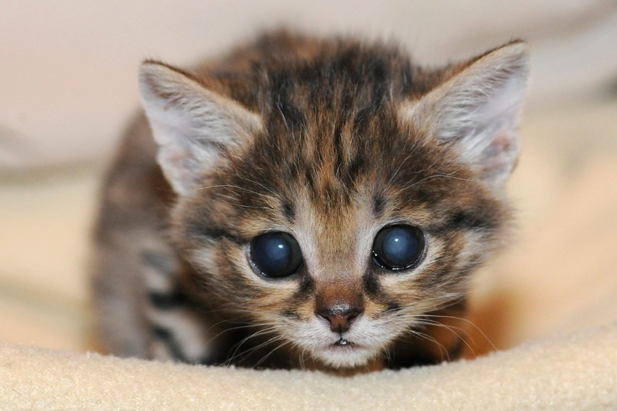 Черноногая кошка котята