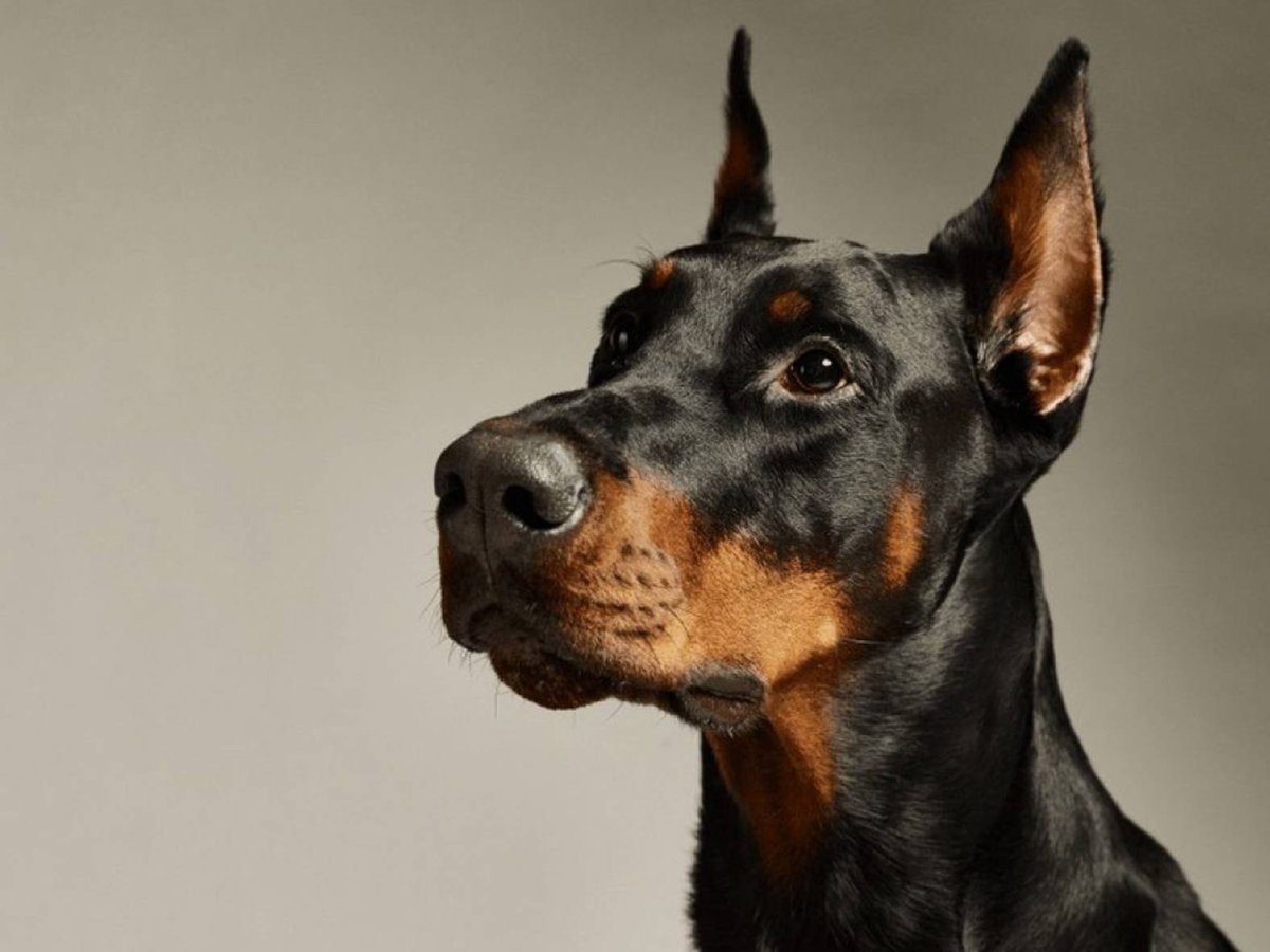Американский Доберман пинчер