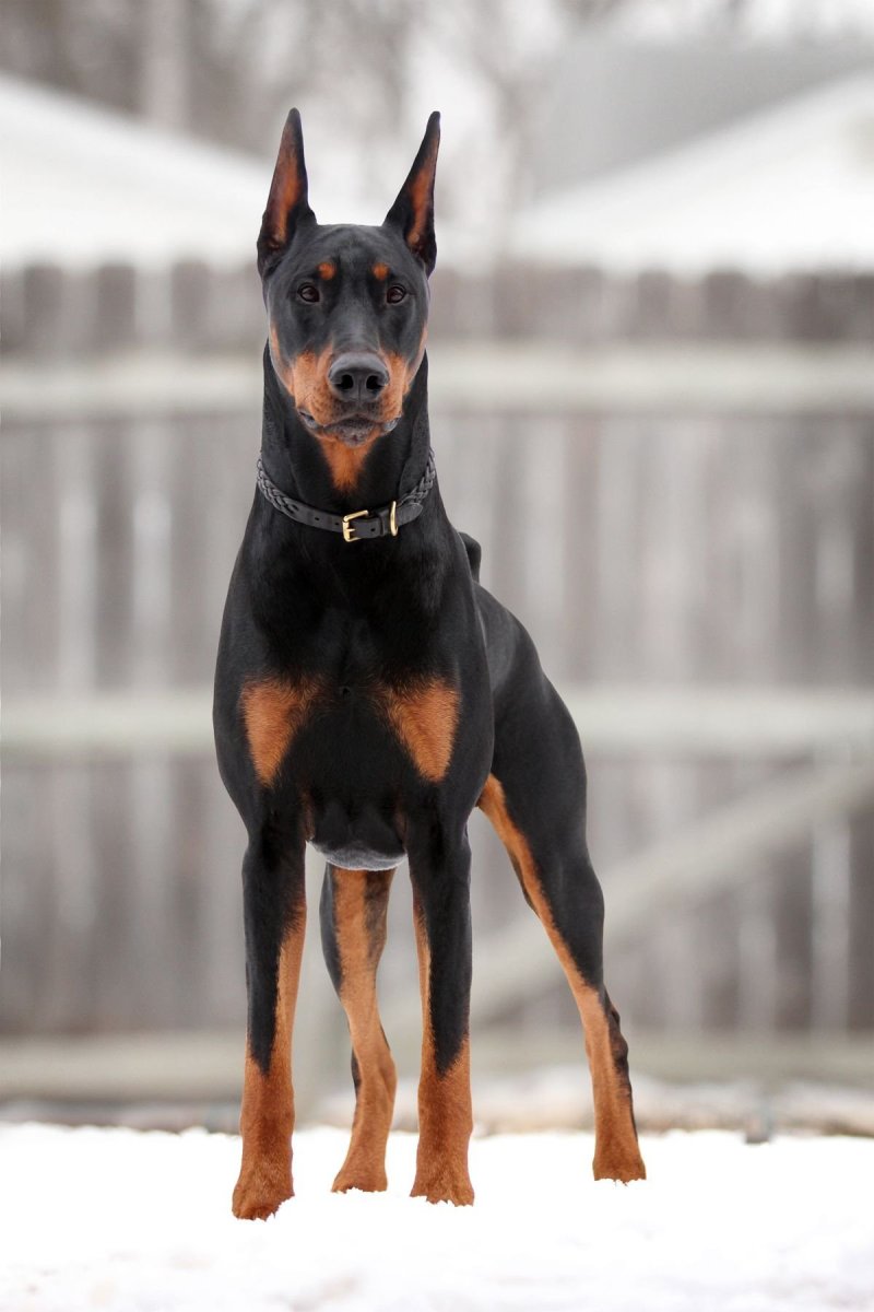 Собака Доберман