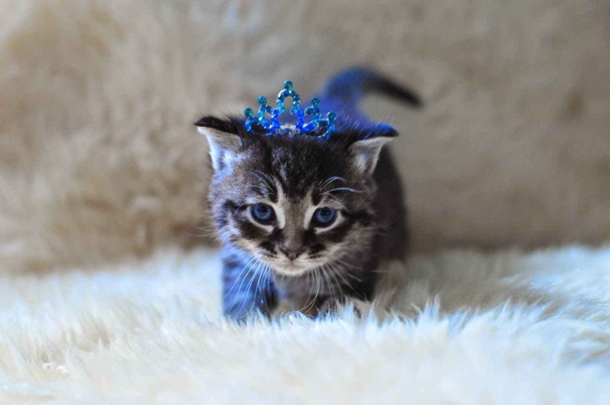 Каракала маленькая