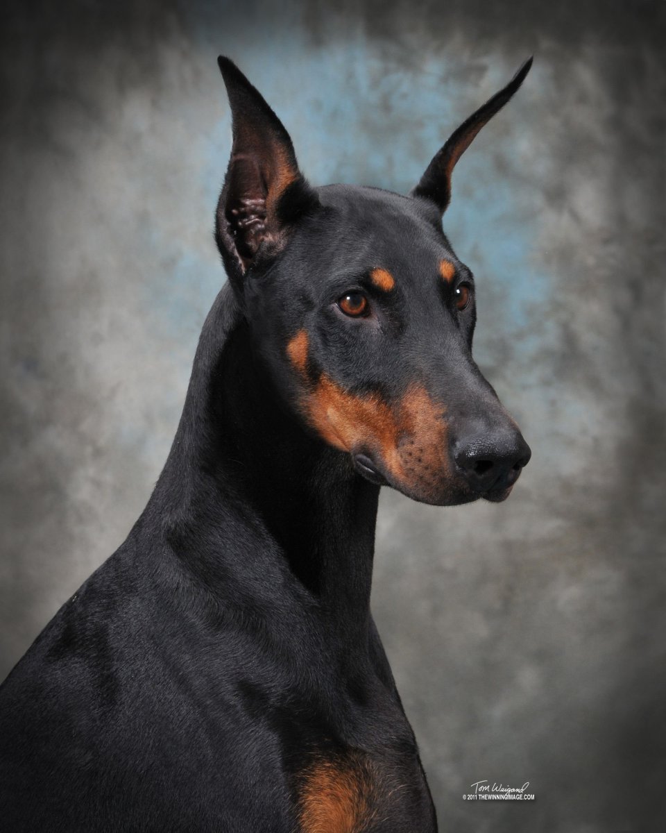 Доберман и черный кот