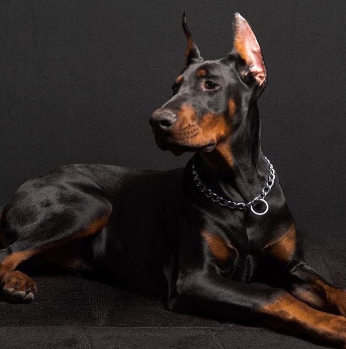 Доберман Эстетика